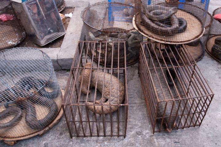 Endangered animals shown in cages