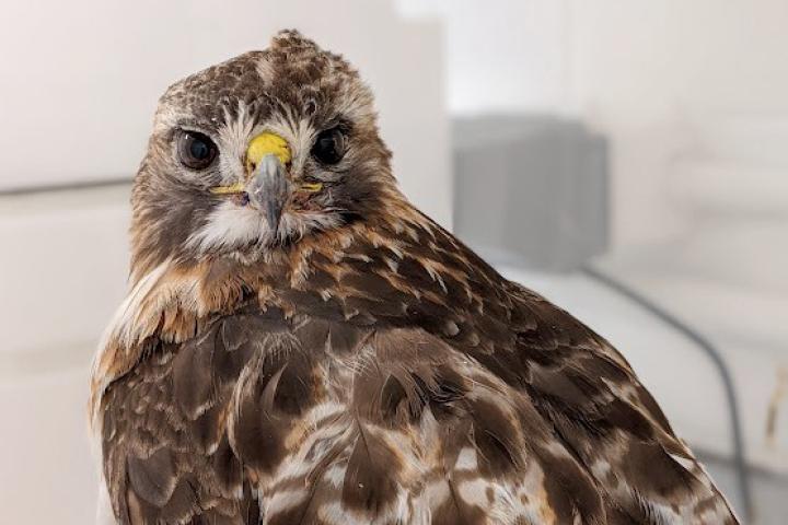 A Red-tailed Hawk being treated at the wildlife hospital