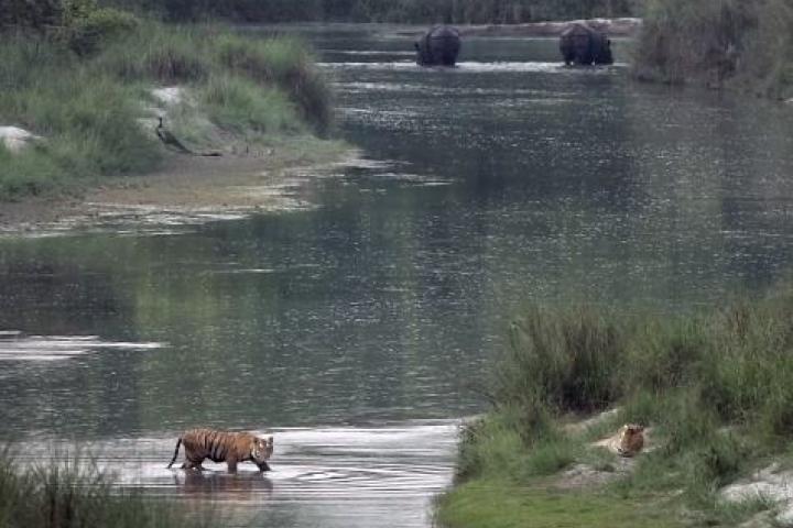Two tigers shown in and along a river with two greater one-horned rhinos seen in the distance.
