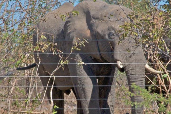 An elephant shown behind a fence.