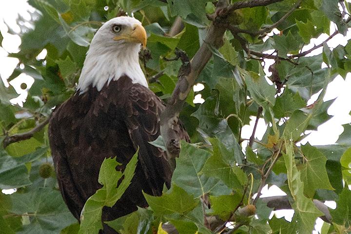 A mature Bald Eagle sitting in a tree by Christine Bogdanowicz