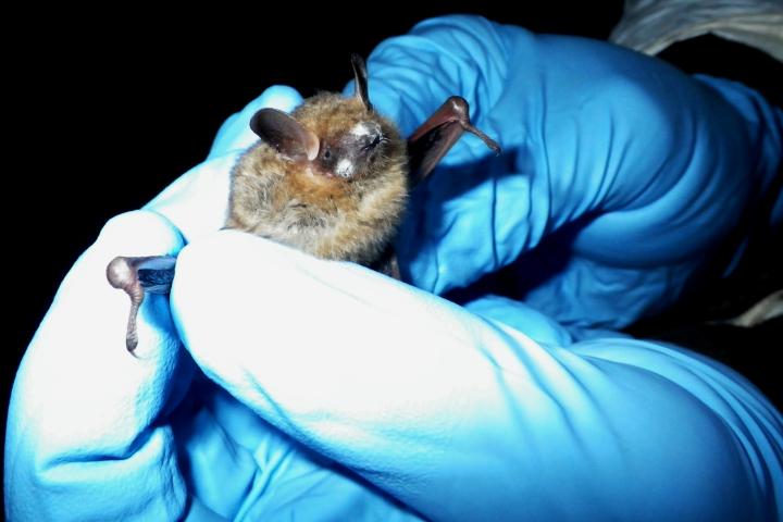 A tri-colored bat being examined.