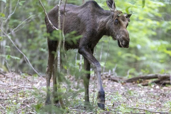 A Moose shown walking in the woods.