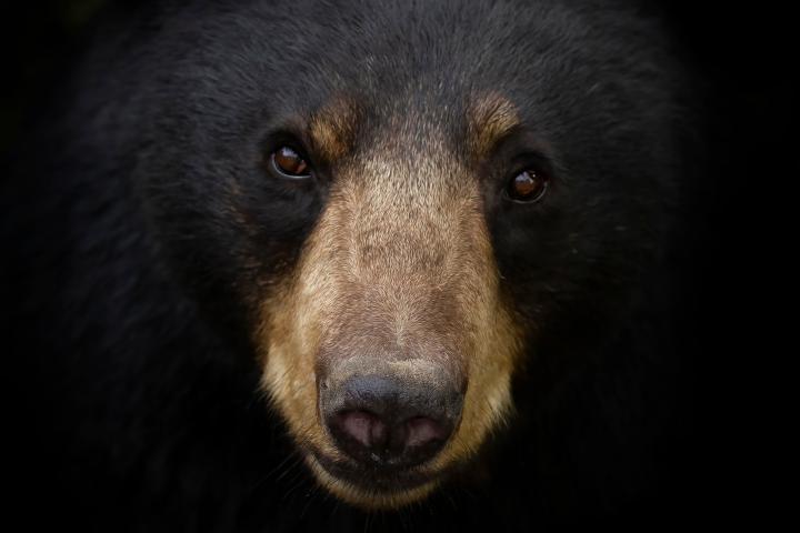 Portrait of a Black bear