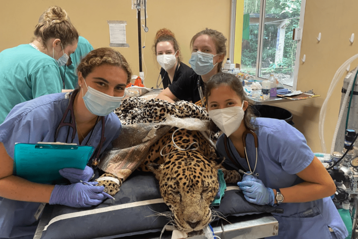 Veterinary students examining a sedated jaguar at the Belize Zoo.