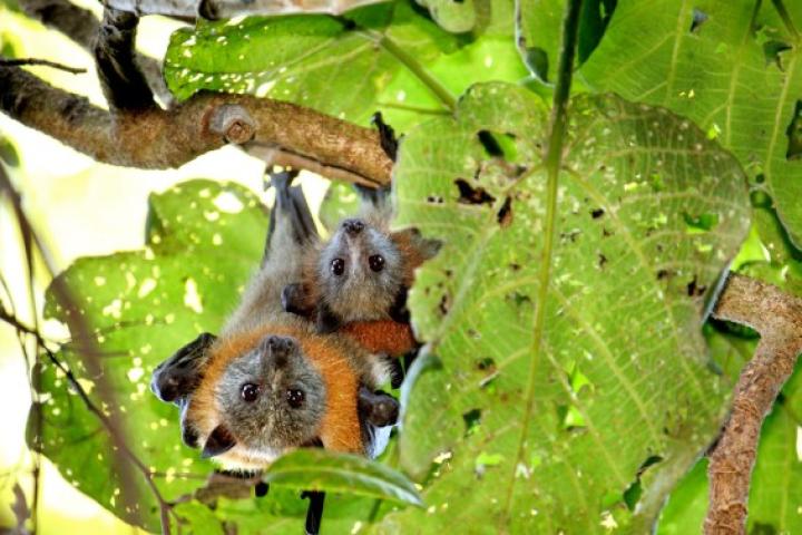 Two Grey headed flying foxes (bats) shown hanging in a tree