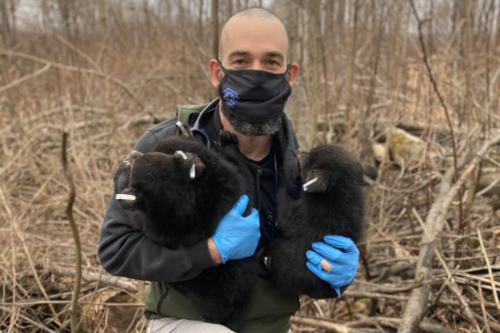 Andrew Di Salvo with black bear cubs photo courtesy of PA Game Commission