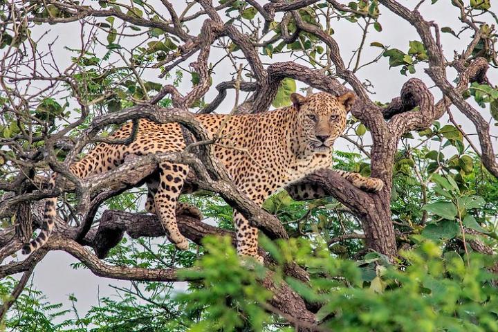 Indian leopard sitting in a tree