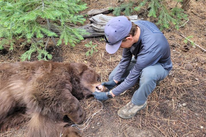 Dr. Nate LaHue examines a sedated bear.