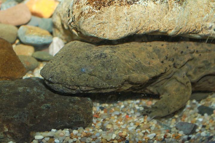 Hellbender by Brian Gratwicke, Creative Commons Attribution 2.0 Generic license