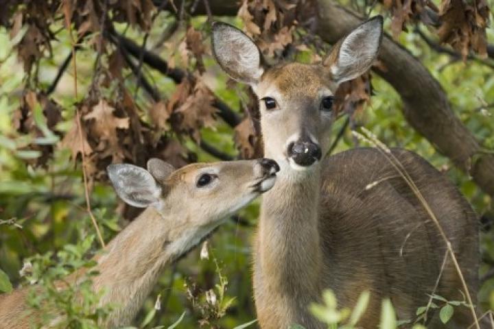 Two White-tailed Deer shown in a forest.