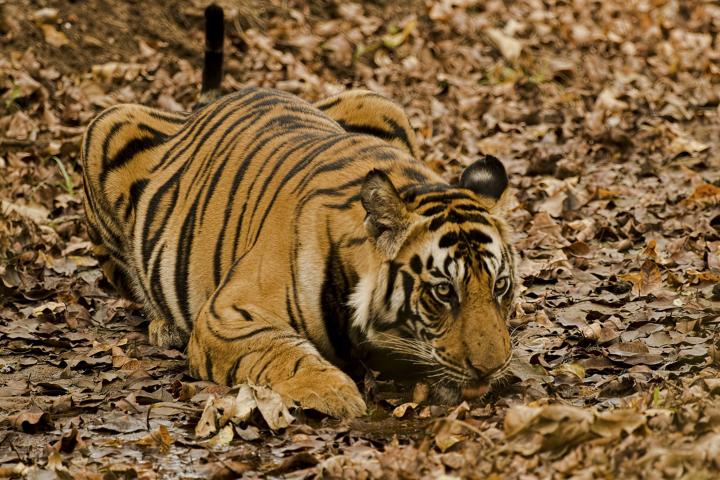 A tiger lying down on the forest floor.