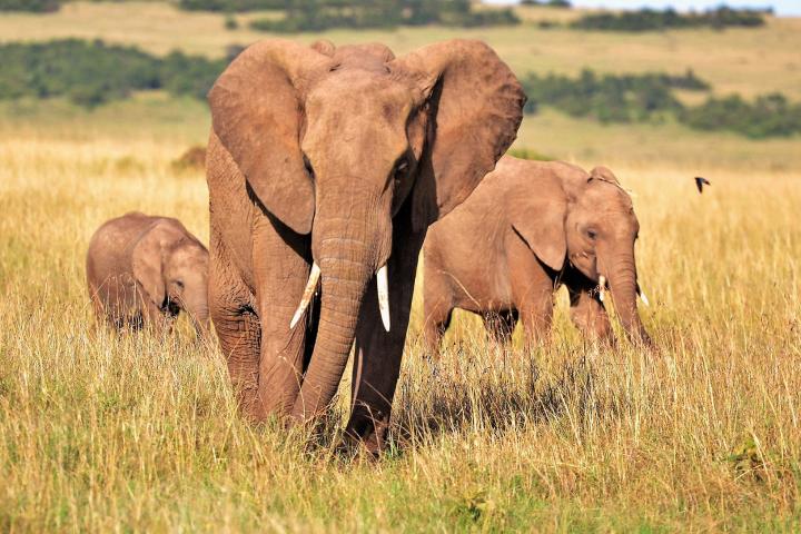 A small herd of elelphants shown on the African savannah.
