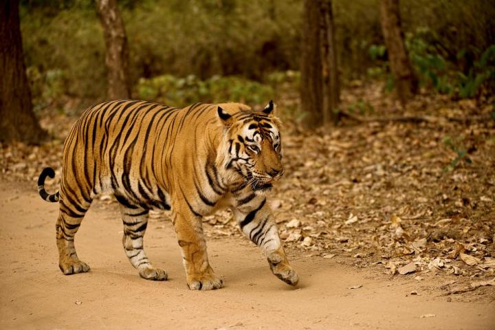 A tiger shown walking along the forest edge.