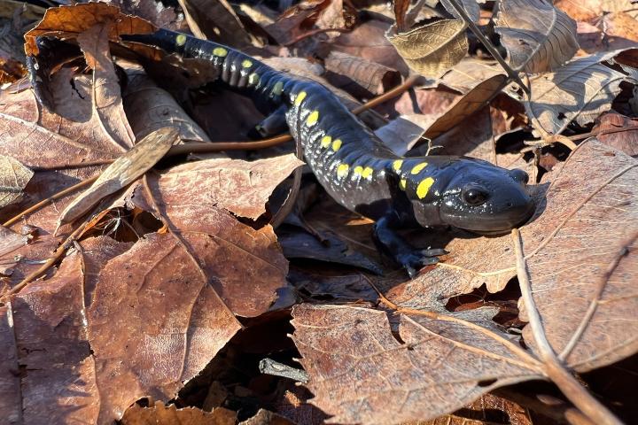 A Spotted salamander shown on leaves by Christine Bogdanowicz.
