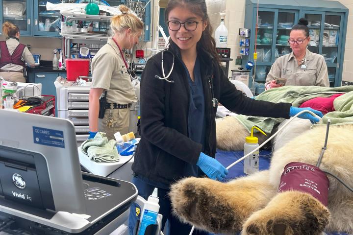 Katherine Zhou performing a medical procedure on a polar bear
