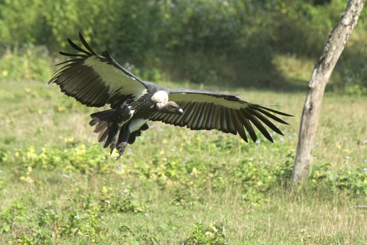 Vulture flying close to the ground