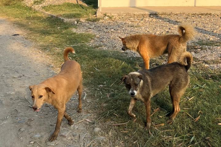 Free-roaming dogs in Nepal