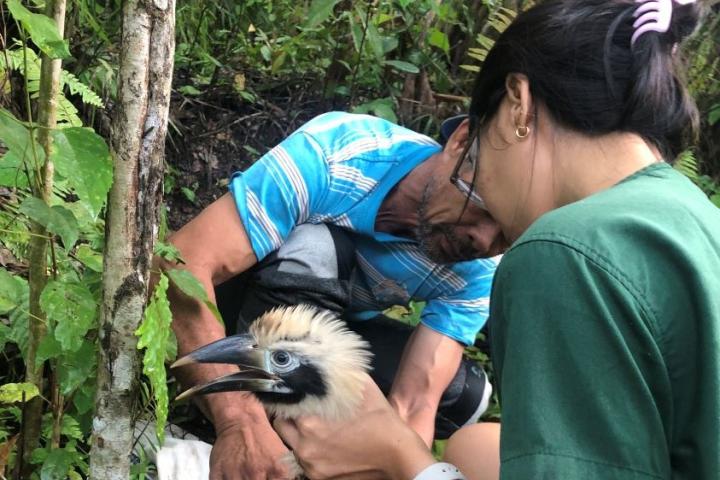 Dr. Monica Atienza examining a juvenile Visayan Tarctic horbill and placing a leg ID band