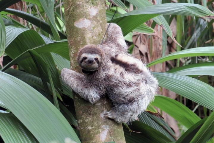 A sloth with telemetry tag shown in a tree.