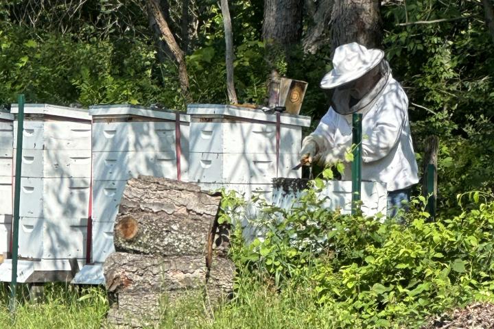 A NY State beekeeper shown tending to his beehives.