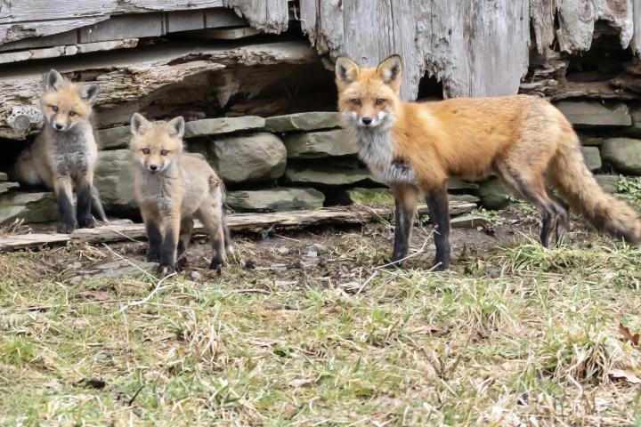 Red fox family standing in front of an old barn by Christine Bogdanowicz