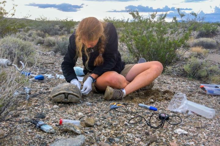 Biologist Brenda Hanley attaches a transmitter to a free-ranging desert tortoise.