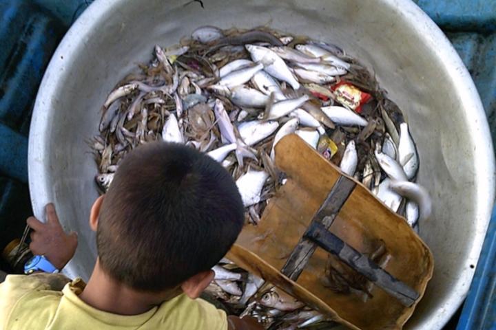 A child looking into a bucket with fish in the bottom.