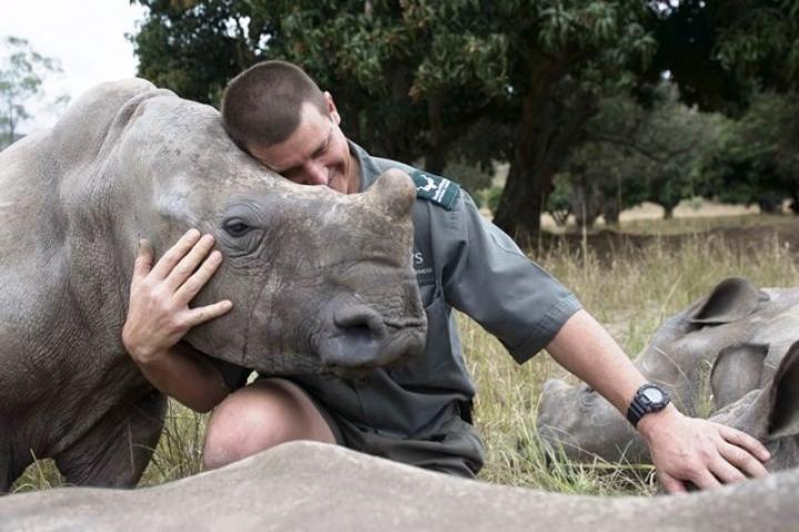 Markus Hofmeyr with young rhino.