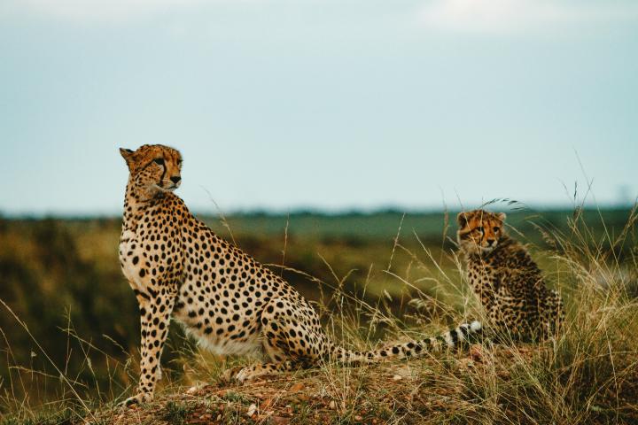 A cheetah family shown in a grassy field.