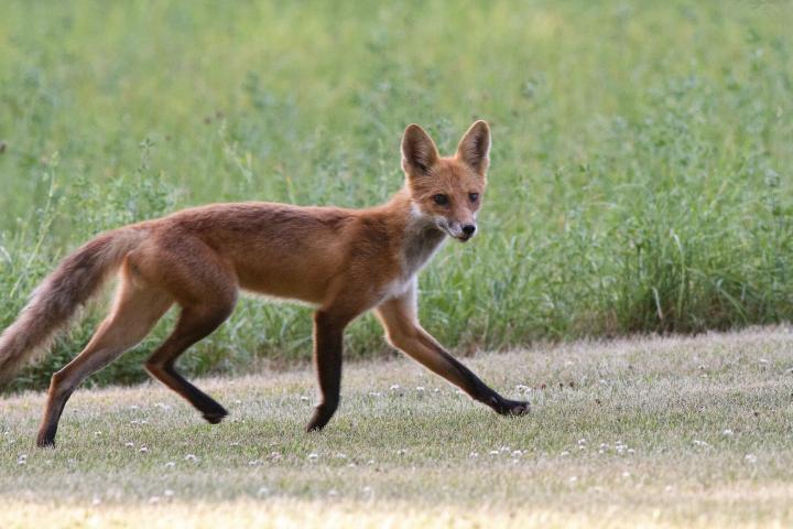 A Red Fox shown trotting in a field.