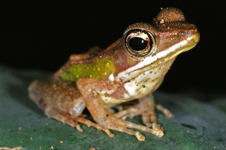 Golden-backed frog