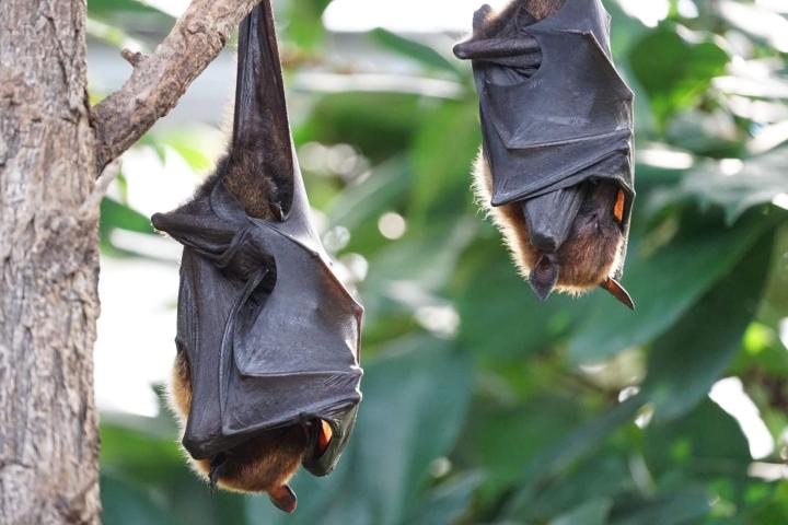 Flying fox bats at rest in a tree.