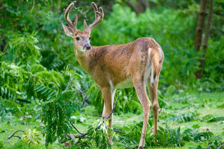 A young white-tailed deer buck against a green forest background..