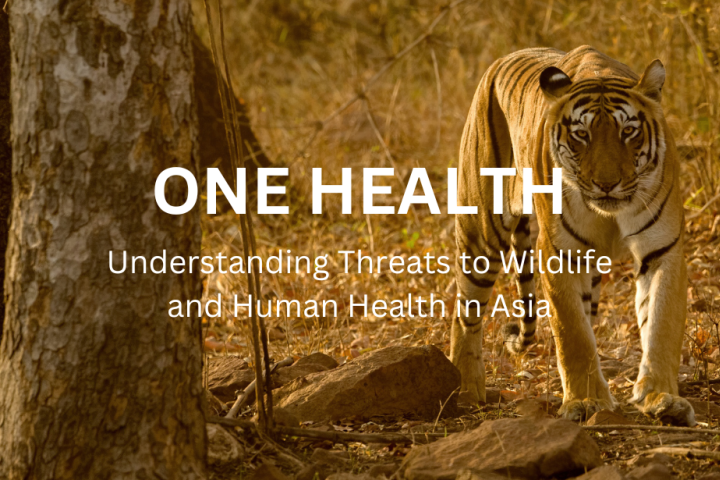 One Health Asia video screenshot showing a tiger.