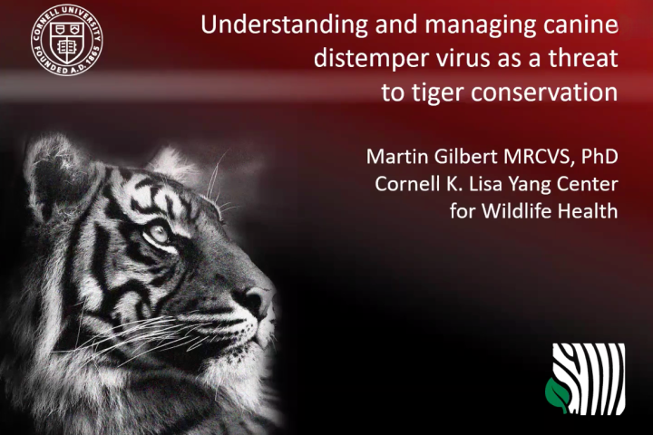 CDV in tigers video screen capture.