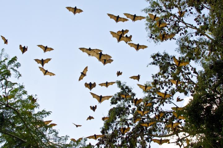Fruit bats in flight from Pixabay.