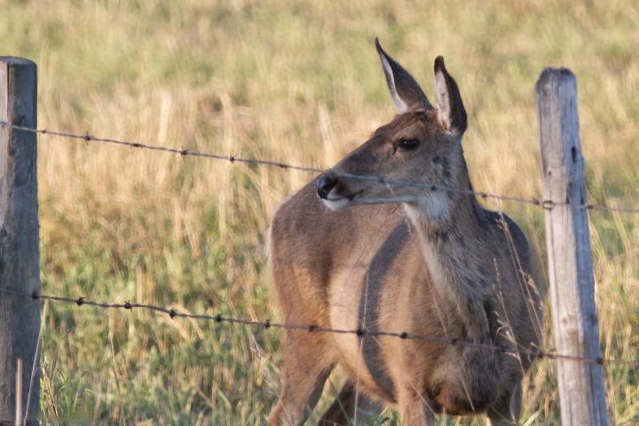 A mule deer contemplates crossing under a wire fence by Christine Bogdanowicz.