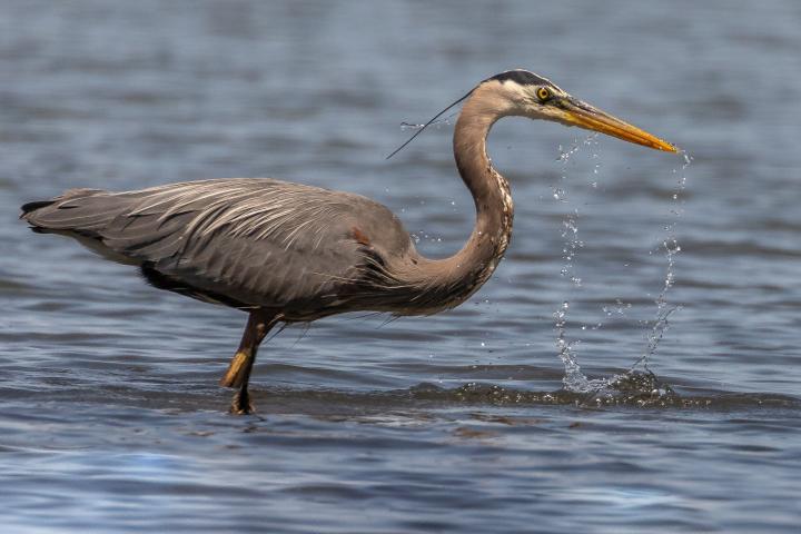A Great Blue Heron hunting for fish in a lake by Christine Bogdanowicz