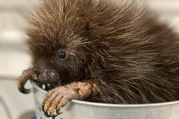 A young porcupine being treated for sarcoptic mange; Janet L. Swanson Wildlife Hospital.