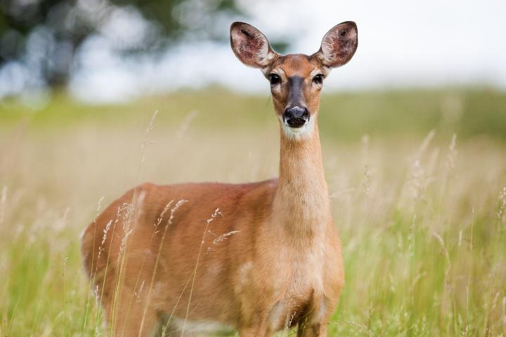 Deer roe by Wild Pixar from Pixabay.