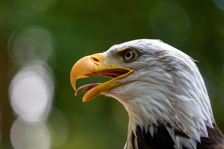A close-up of a Bald Eagle.