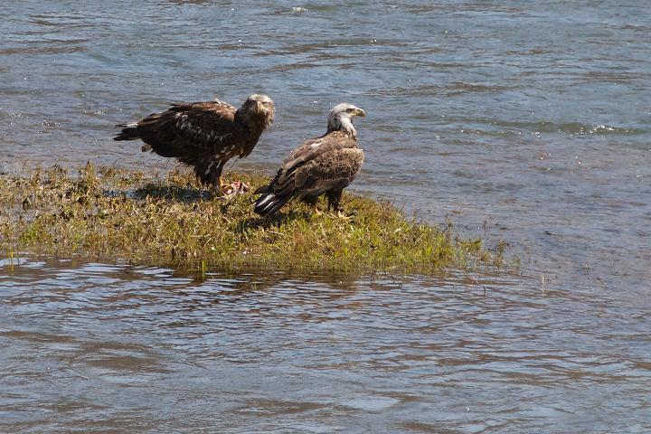 Two subadult Bald Eagles scavenging along the river's edge by Christine Bogdanowicz.