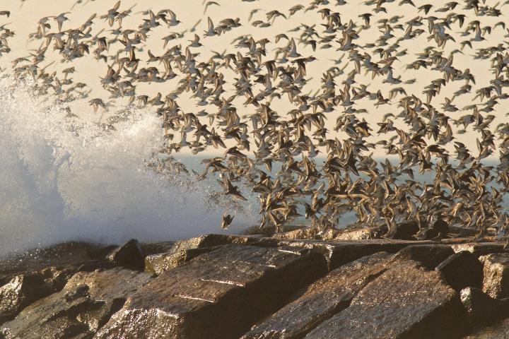 Shorebird flight by Christine Bogdanowicz