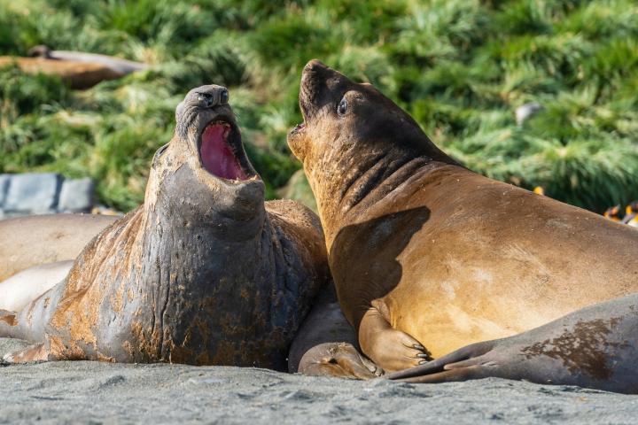 Two young elephant seals sparring on a beach.