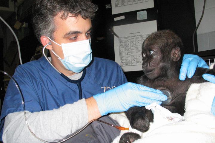 Dr. Baitchman with baby primate.