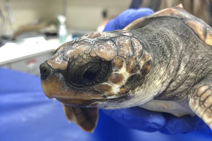 Examination of a juvenile loggerhead sea turtle