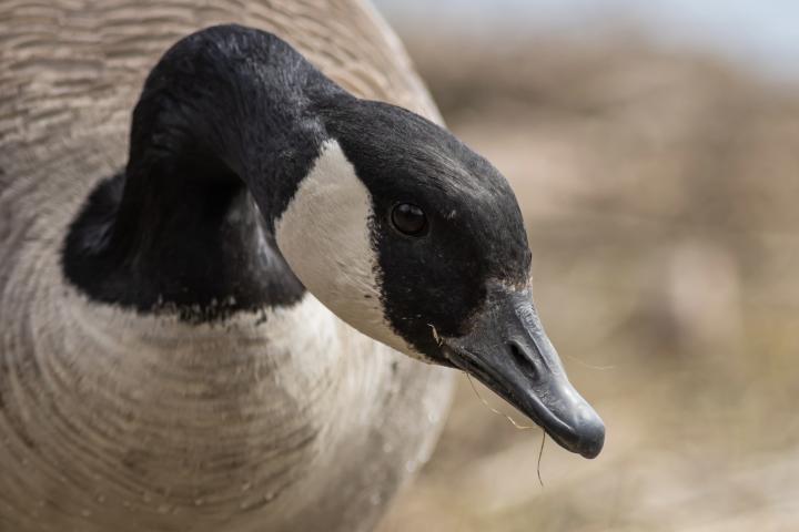 Canada Goose portrait by Christine Bogdanowicz.