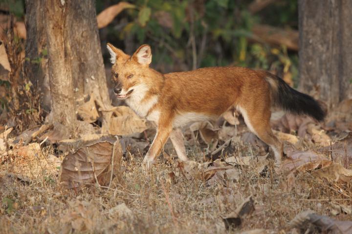 An Asiatic Wild Dog or Dhole by Angel Muela.