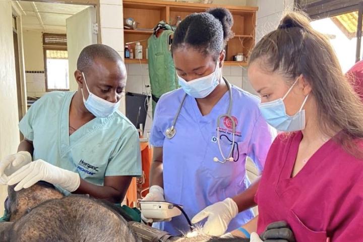 Taking a blood pressure reading from  a chimpanzee under anesthesia at Ngamba Island Chimpanzee Sanctuary.